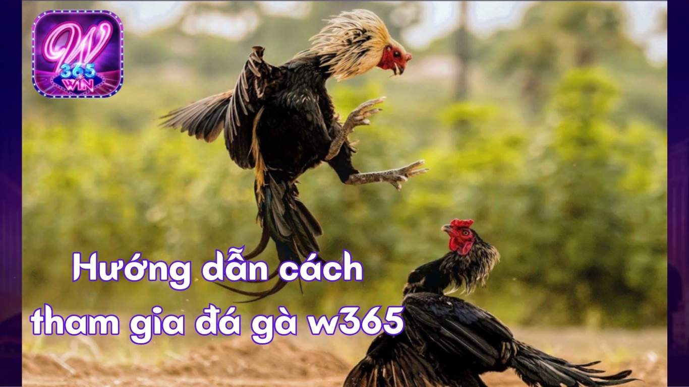 Hướng dẫn cách tham gia đá gà W365 Hướng dẫn cách tham gia đá gà W365